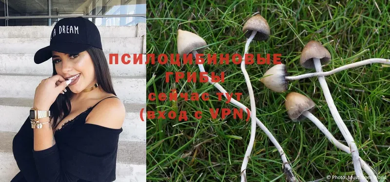 Псилоцибиновые грибы Magic Shrooms  цены наркотик  Тосно 